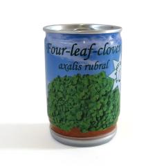 Glücksklee aus der Dose