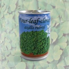 Glücksklee aus der Dose