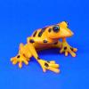 Stummelfußfrosch Atelopus varius
