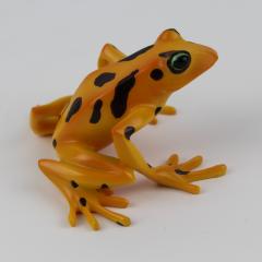 Stummelfußfrosch Atelopus varius