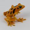 Stummelfußfrosch Atelopus varius