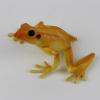 Australischer Laubfrosch Litoria wilcoxi