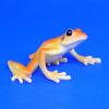 Australischer Laubfrosch Litoria wilcoxi